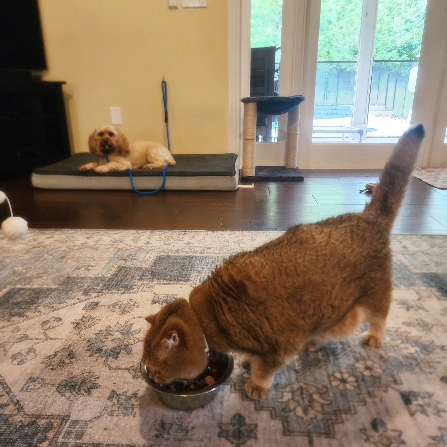 According to Biscuit's owners, she's been pretty bad about guarding her food from the cats at home. While we think dogs need to eat and be left alone while they do so, Biscuit was guarding her bowl that stayed down and full of food inside the house -