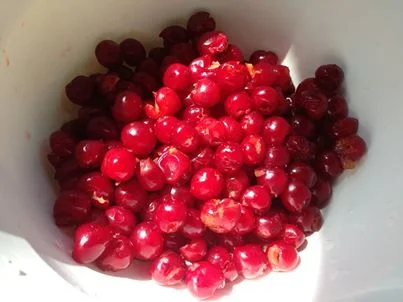 pitted sour cherry
