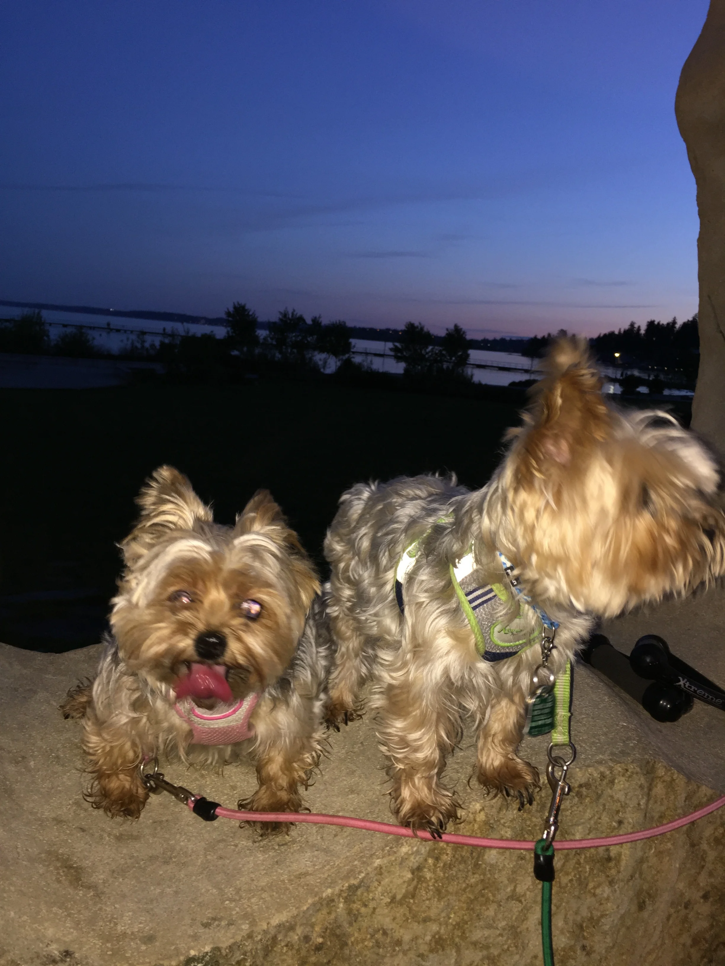 Roxy and Alex--I can't get both of them to look at the same time. 