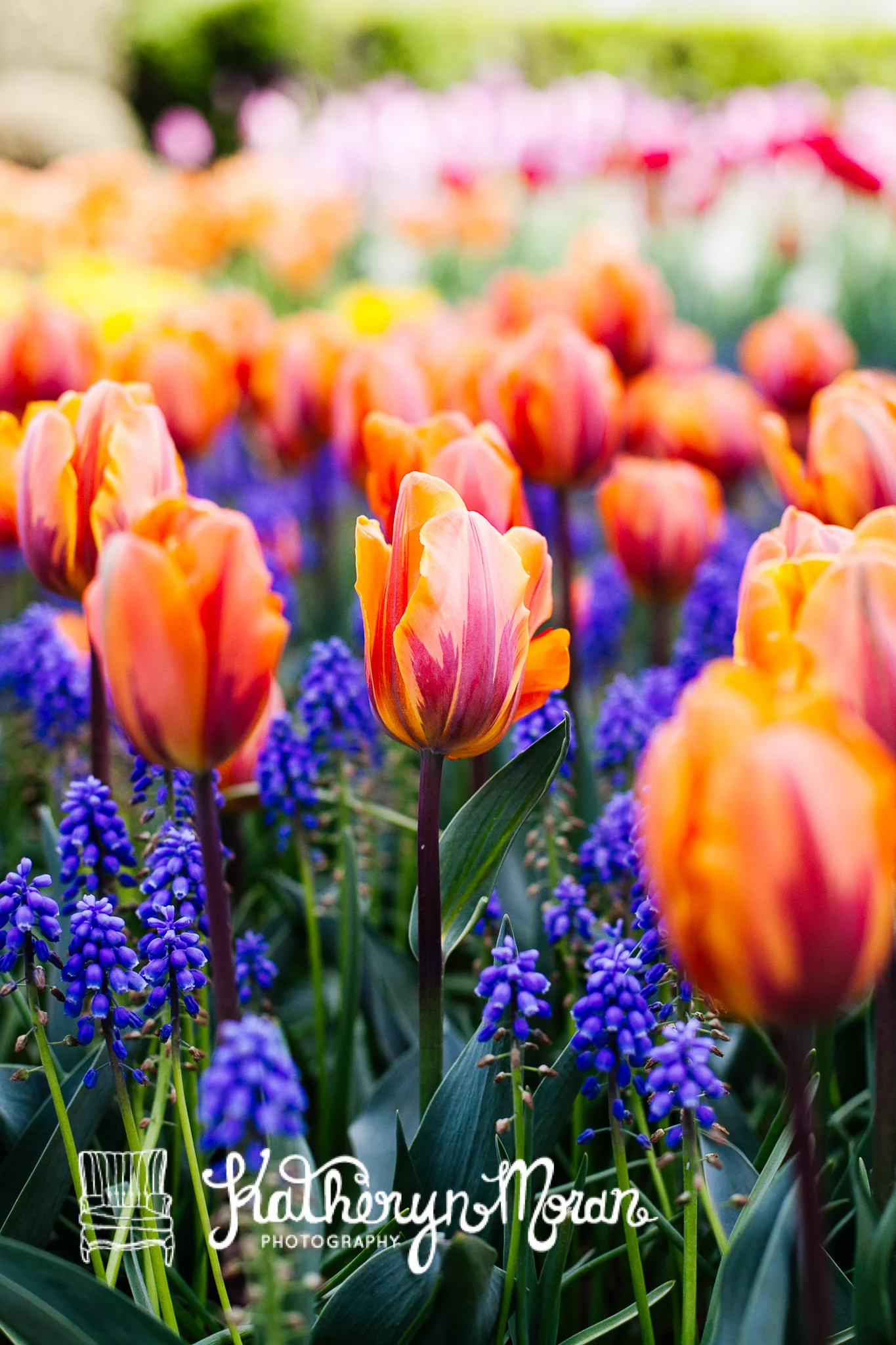Tulips--2.jpg