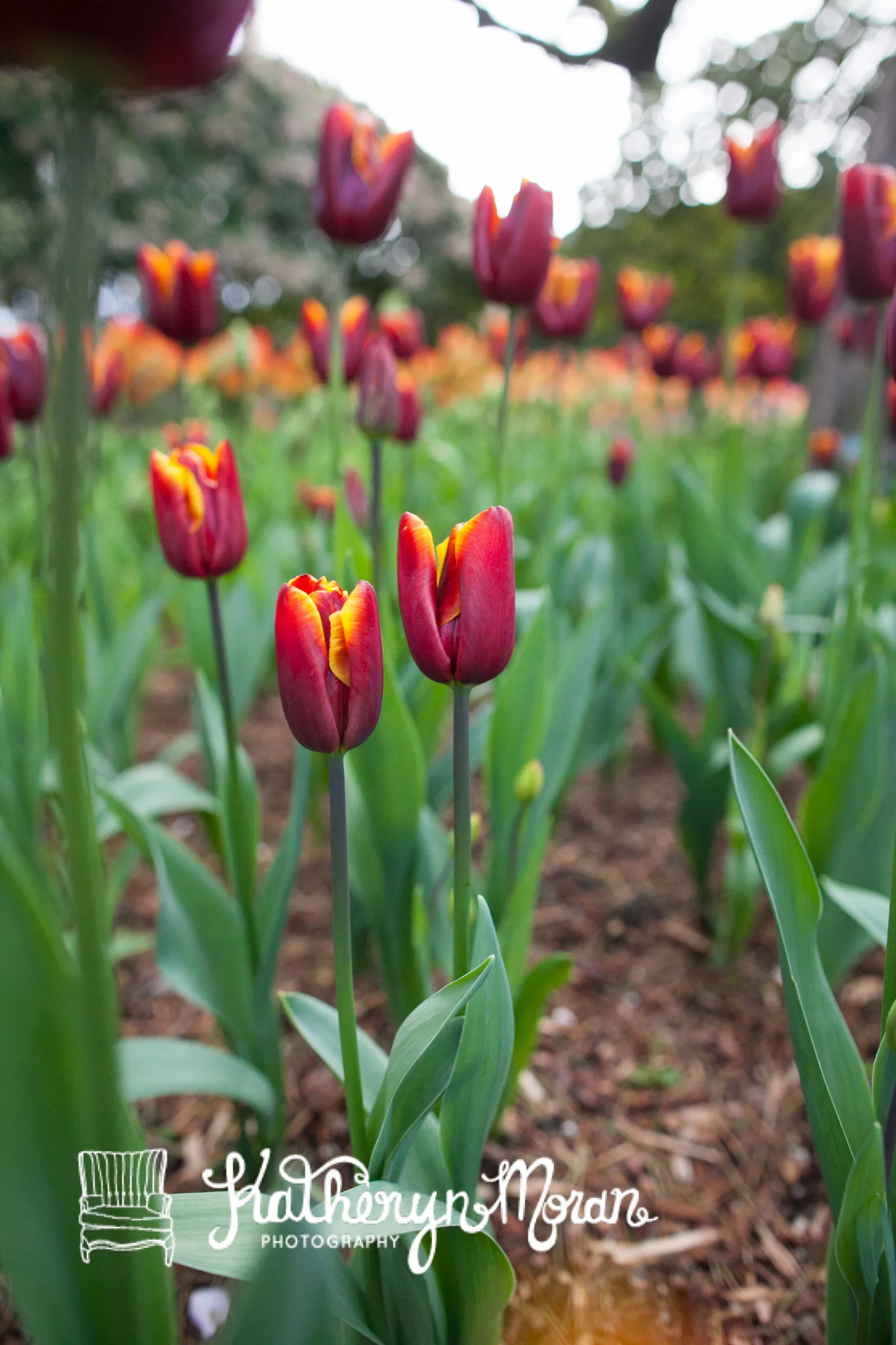 Tulips-3221.jpg