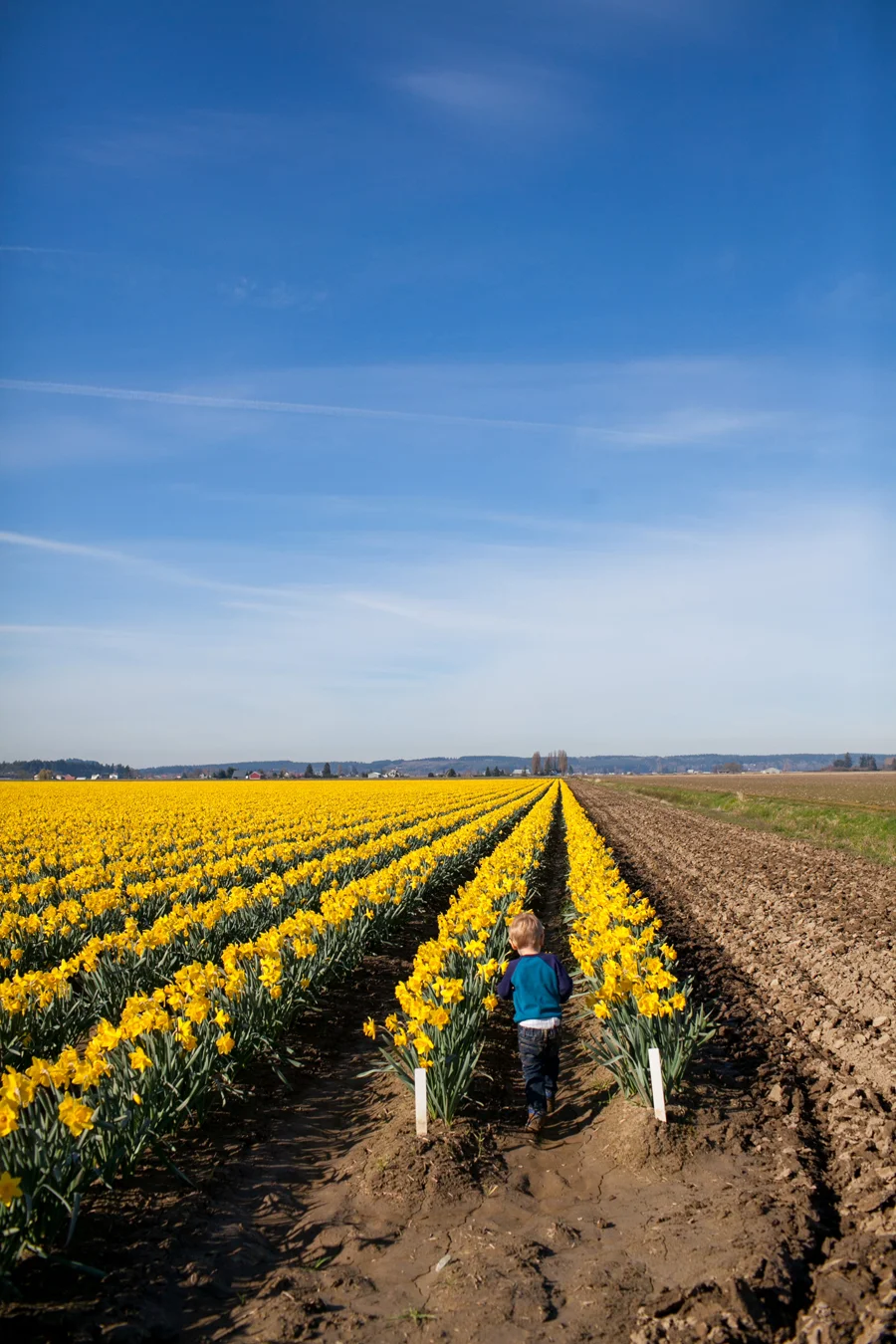 021-mount-vernon-washington-daffodils-norley-family.jpg