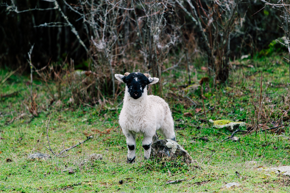 023-decatur-san-san-juan-islands-engagement-photographer-katheryn-moran-mandy-mike.jpg