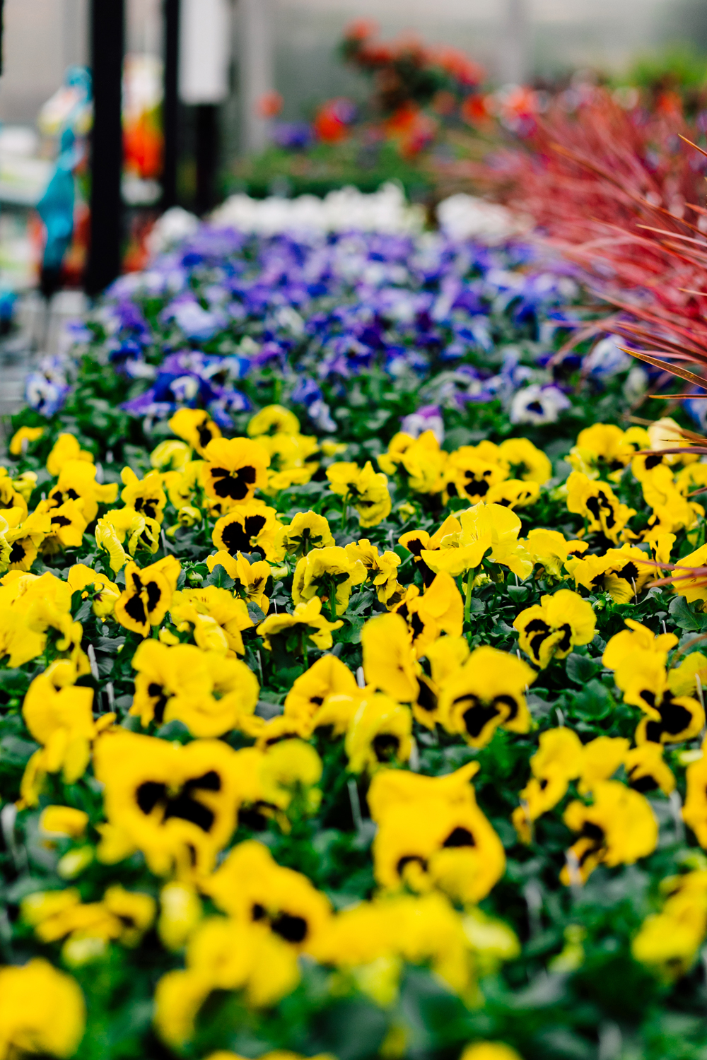 032-woodinville-photographer-molbaks-home-garden-marketing-spring-katheryn-moran.jpg