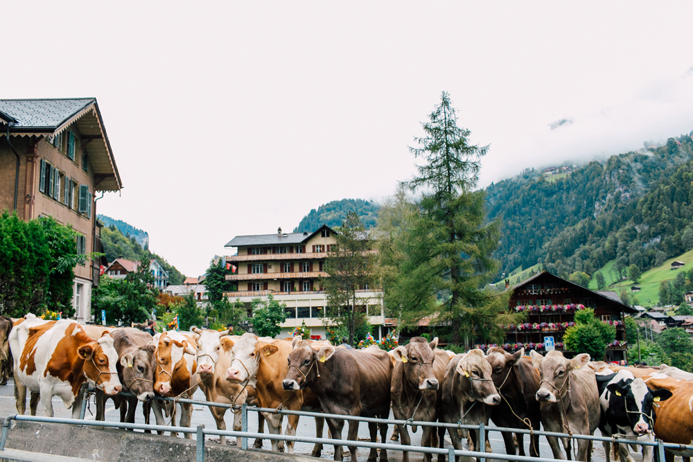 007-lauterbrunnen-wengen-switzerland-europe-katheryn-moran-photography.jpg