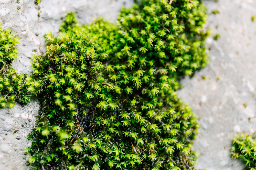 013-bellingham-photographer-airbnb-tree-fort-katheryn-moran-photography-glacier.jpg