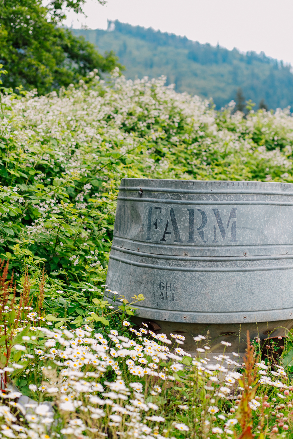 005-bellingham-business-farm-photographer-katheryn-moran-alluvial-farms-2018.jpg