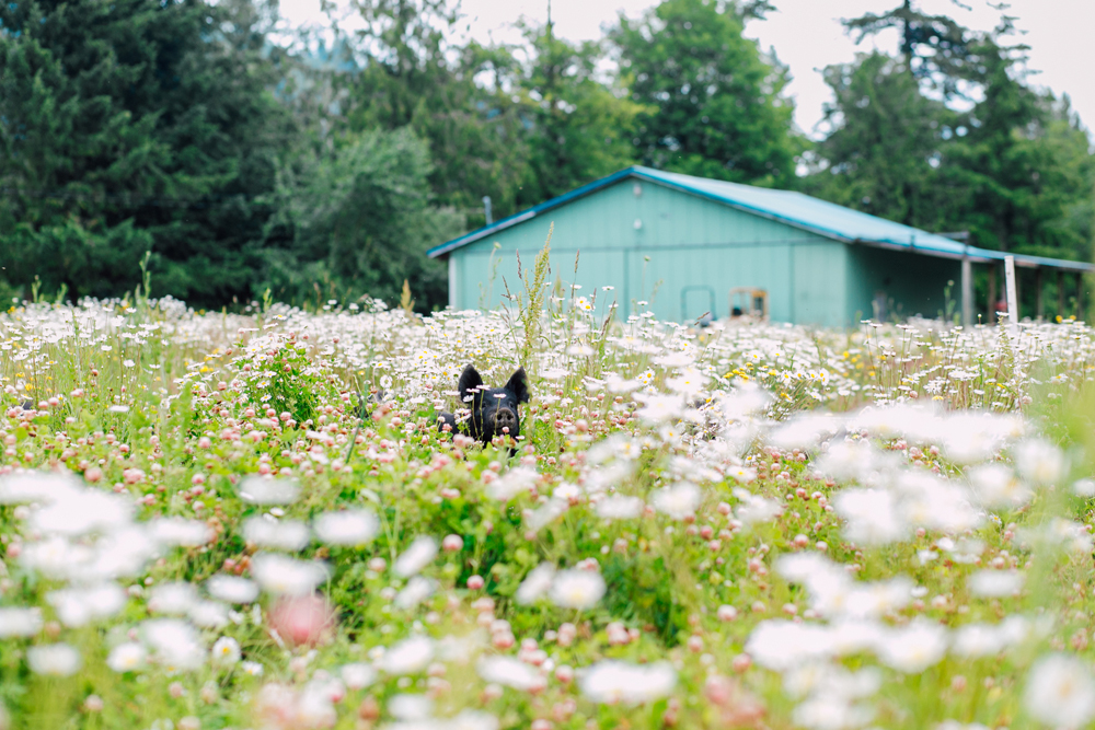 007-bellingham-business-farm-photographer-katheryn-moran-alluvial-farms-2018.jpg