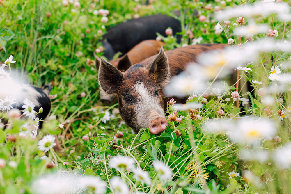 Alluvial Farms, Bellingham Photographer, Bellingham Farm, Food Styling 