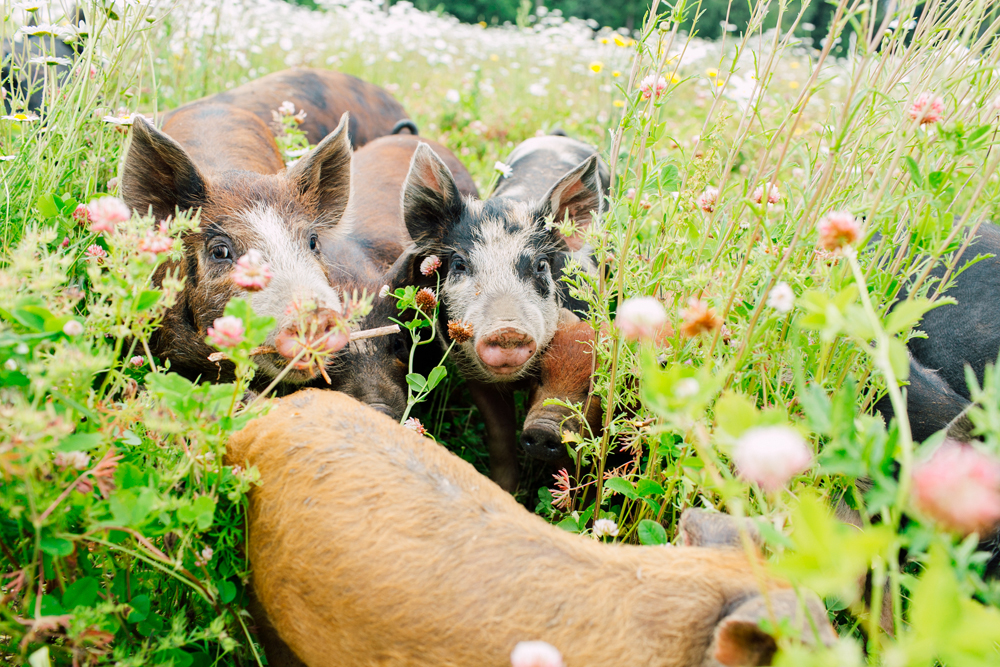 014-bellingham-business-farm-photographer-katheryn-moran-alluvial-farms-2018.jpg