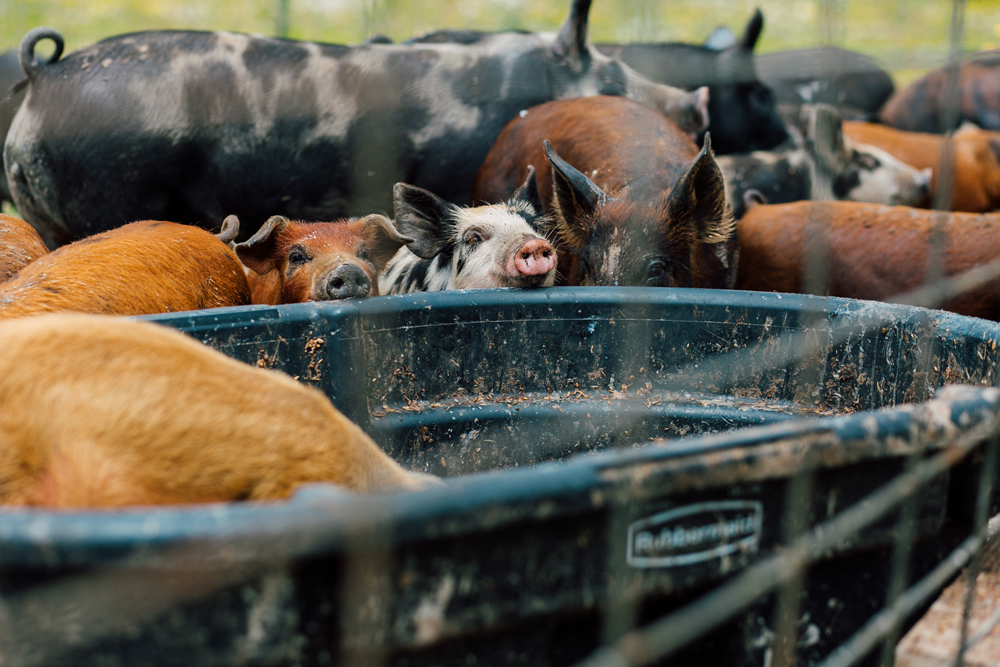 016-bellingham-business-farm-photographer-katheryn-moran-alluvial-farms-2018.jpg