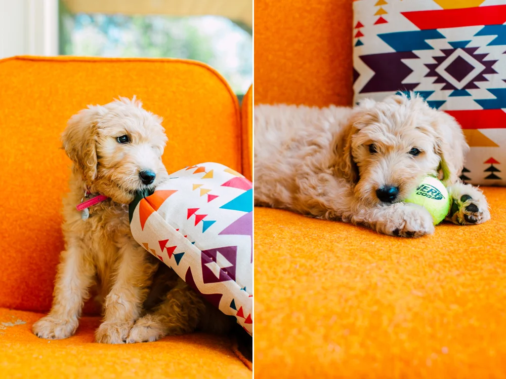 002-bellingham-pet-photographer-katheryn-moran-photography-wander.jpg