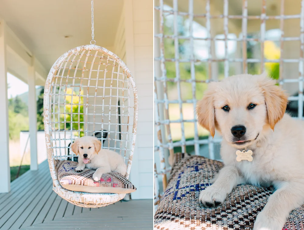 Belligham Pet Photographer, Bellingham Photographer