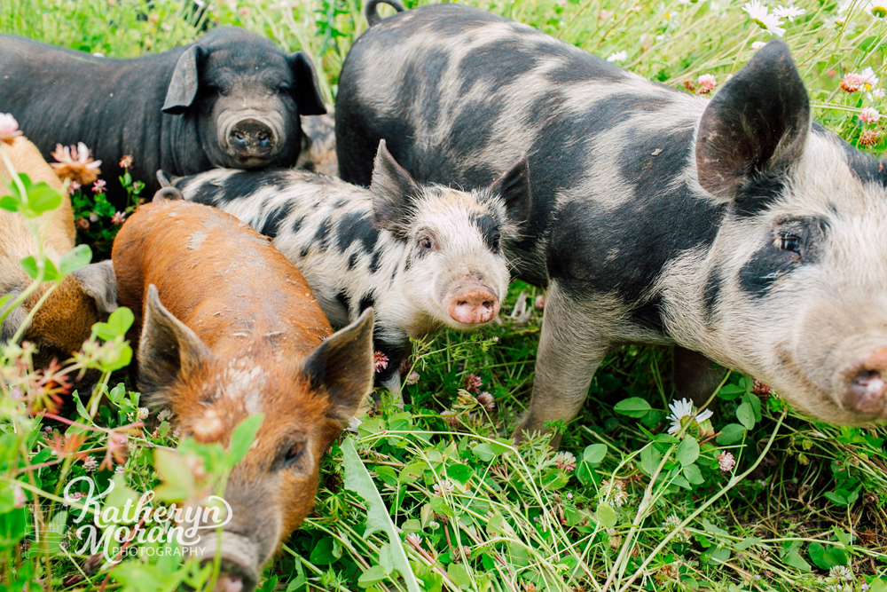 Seattle Bellingham Business Branding Lifestyle Photographer Alluvial Farms Food Farm Photography Pigs