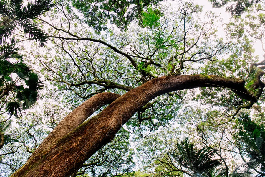 Hilo Hawaii Travel Photographer Katheryn Moran