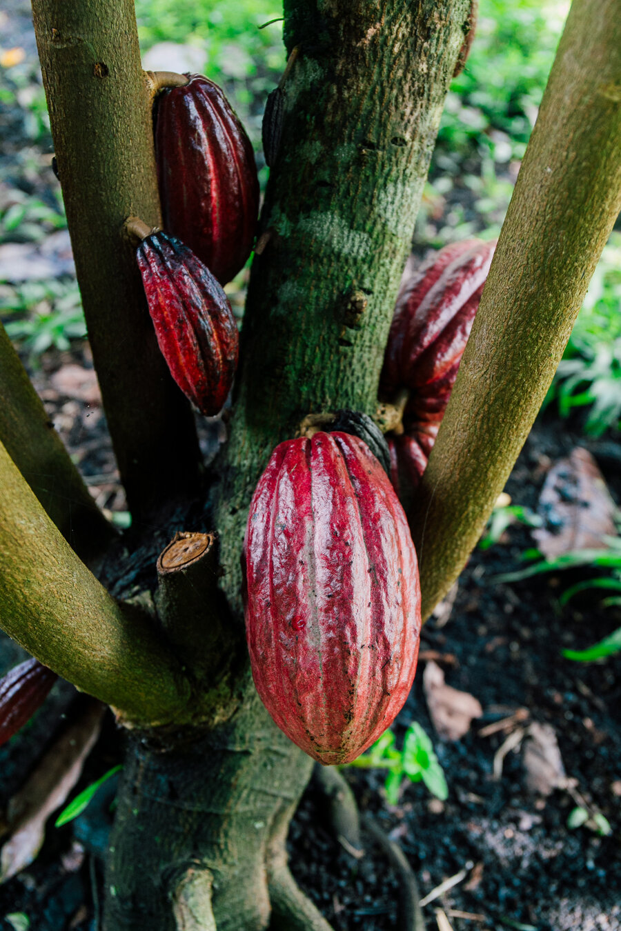 051-hawaii-travel-photographer-katheryn-moran-hilo-2020.jpg