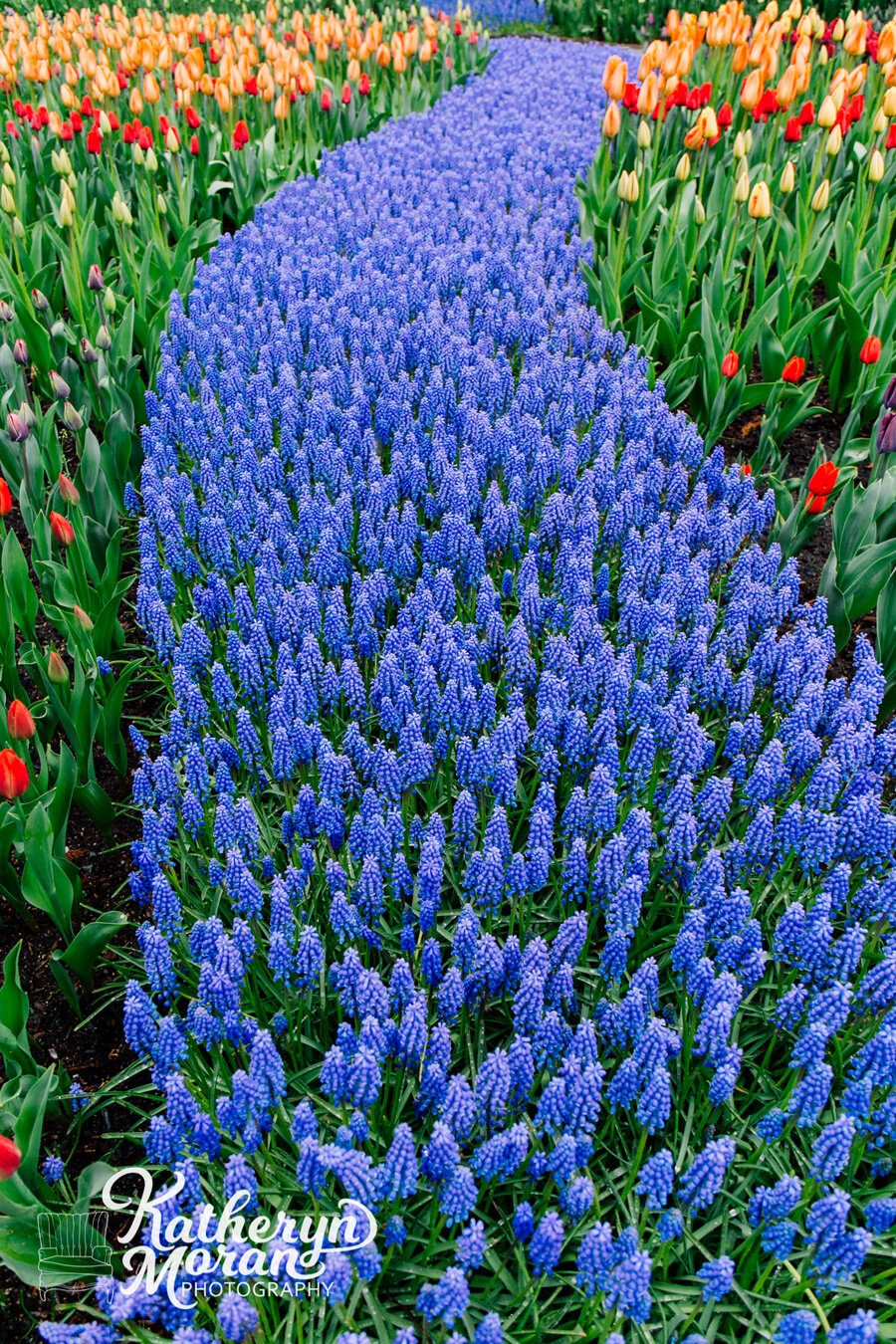 Skagit Valley Tulip Festival Tips Katheryn Moran Bellingham Photographer