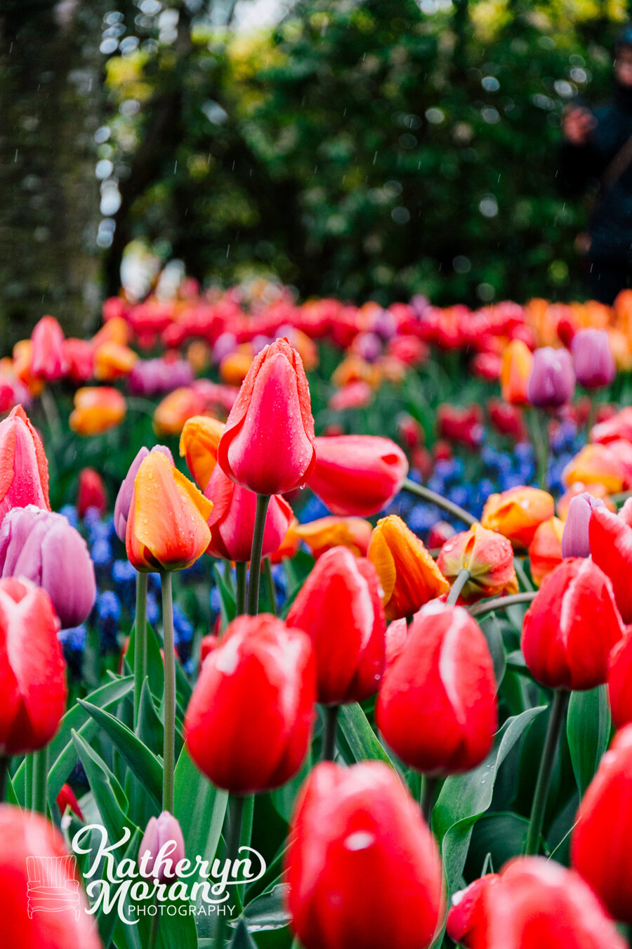 Skagit Valley Tulip Festival Tips Katheryn Moran Bellingham Photographer