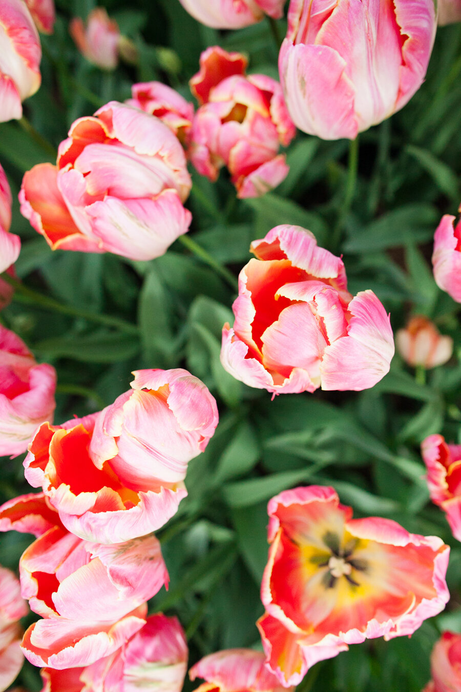 Skagit Valley Tulip Festival Tips Katheryn Moran Bellingham Photographer