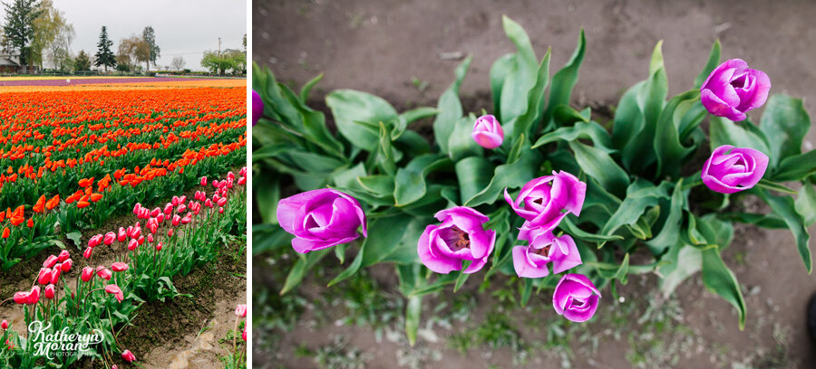 Skagit Valley Tulip Festival Tips Katheryn Moran Bellingham Photographer