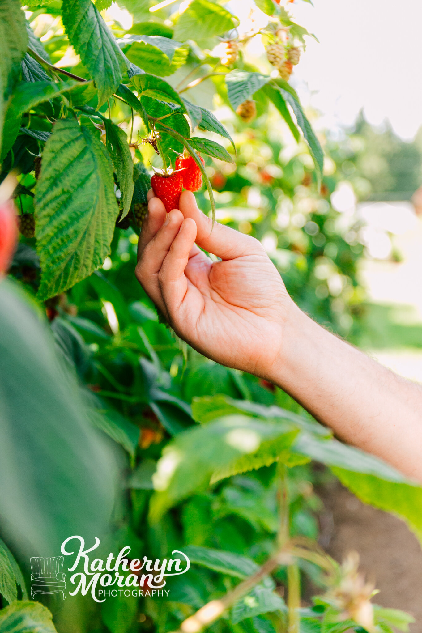 Barbies Berries Berry Picking PNW Katheryn Moran 