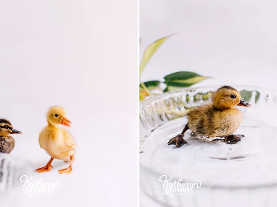 Bellingham Best Photographer Katheryn Moran Photography 2021