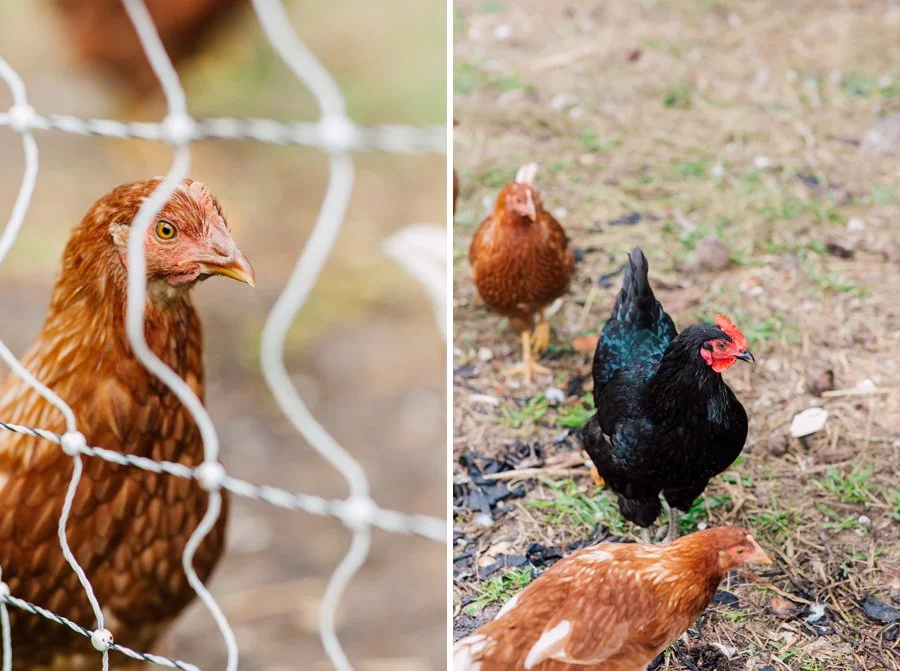 East of Eden Farm Photographer Katheryn Moran Bellingham Photographer