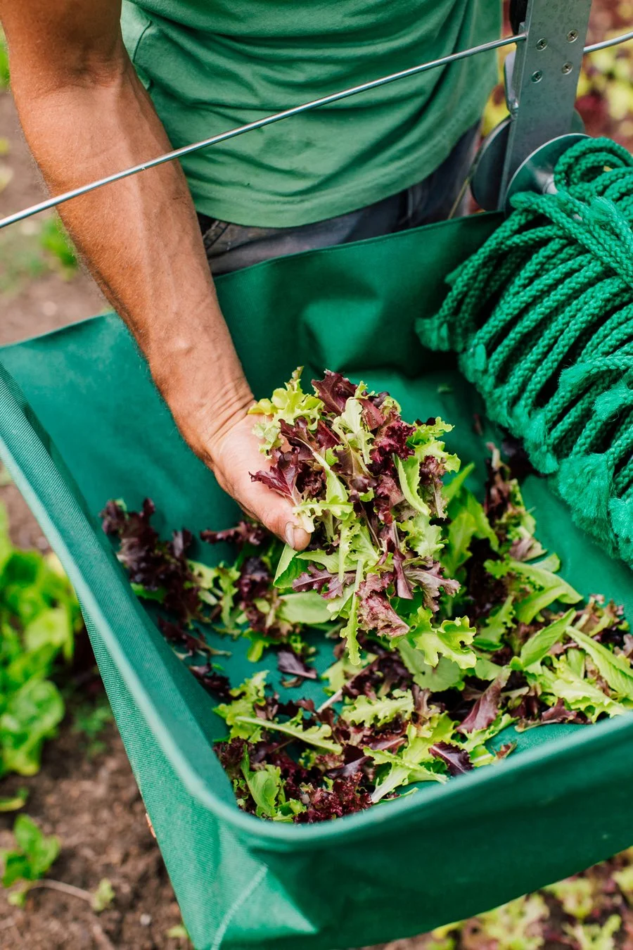 East of Eden Farm Photographer Katheryn Moran Bellingham Photographer