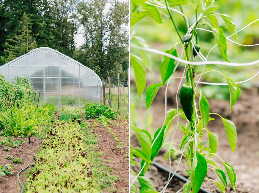 023-bellingham-business-farm-photographer-katheryn-moran-east-of-eden-farm-whatcom-county.jpg
