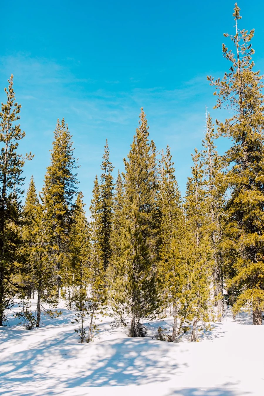 Bend Oregon Professional Photographer Katheryn Moran Snowshoe Mount Bachelor