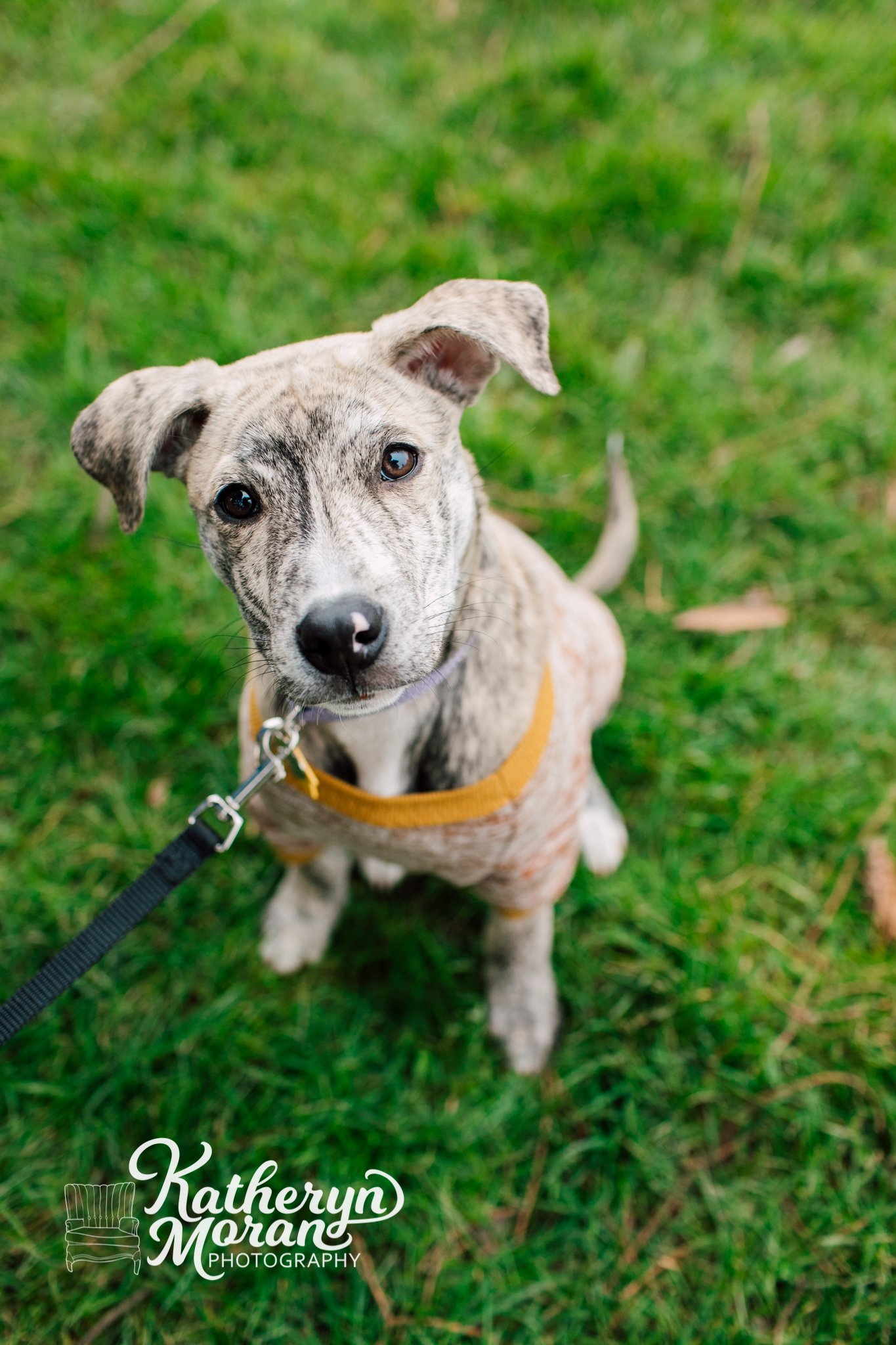 Bellingham Family Pet Photographer Katheryn Moran Photography