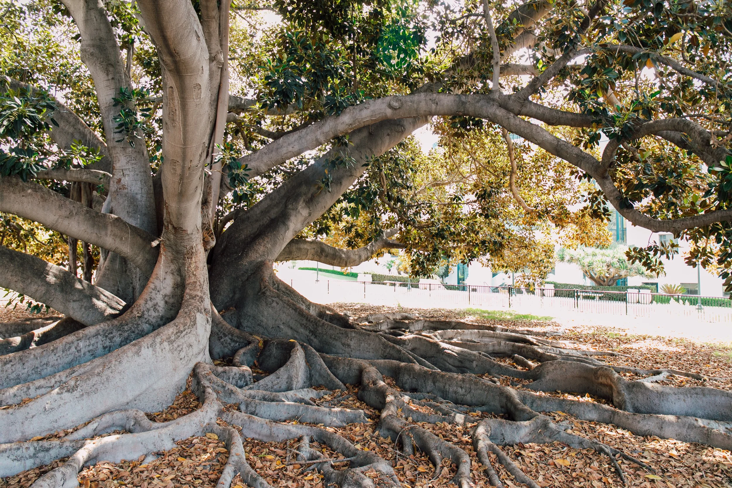 San Diego Point Loma Balboa Park Coronado Island Raptor Experience Katheryn Moran Photography