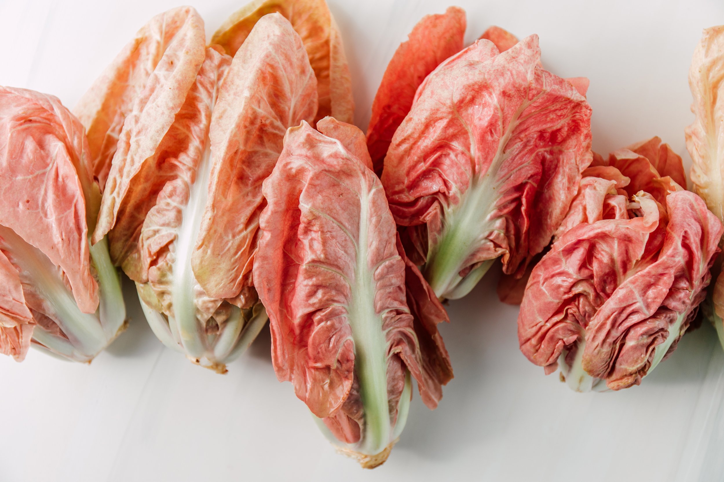 Bellingham Farm to Table Food Photographer Katheryn Moran Boldly Grown Farm Radicchio Studio 2023