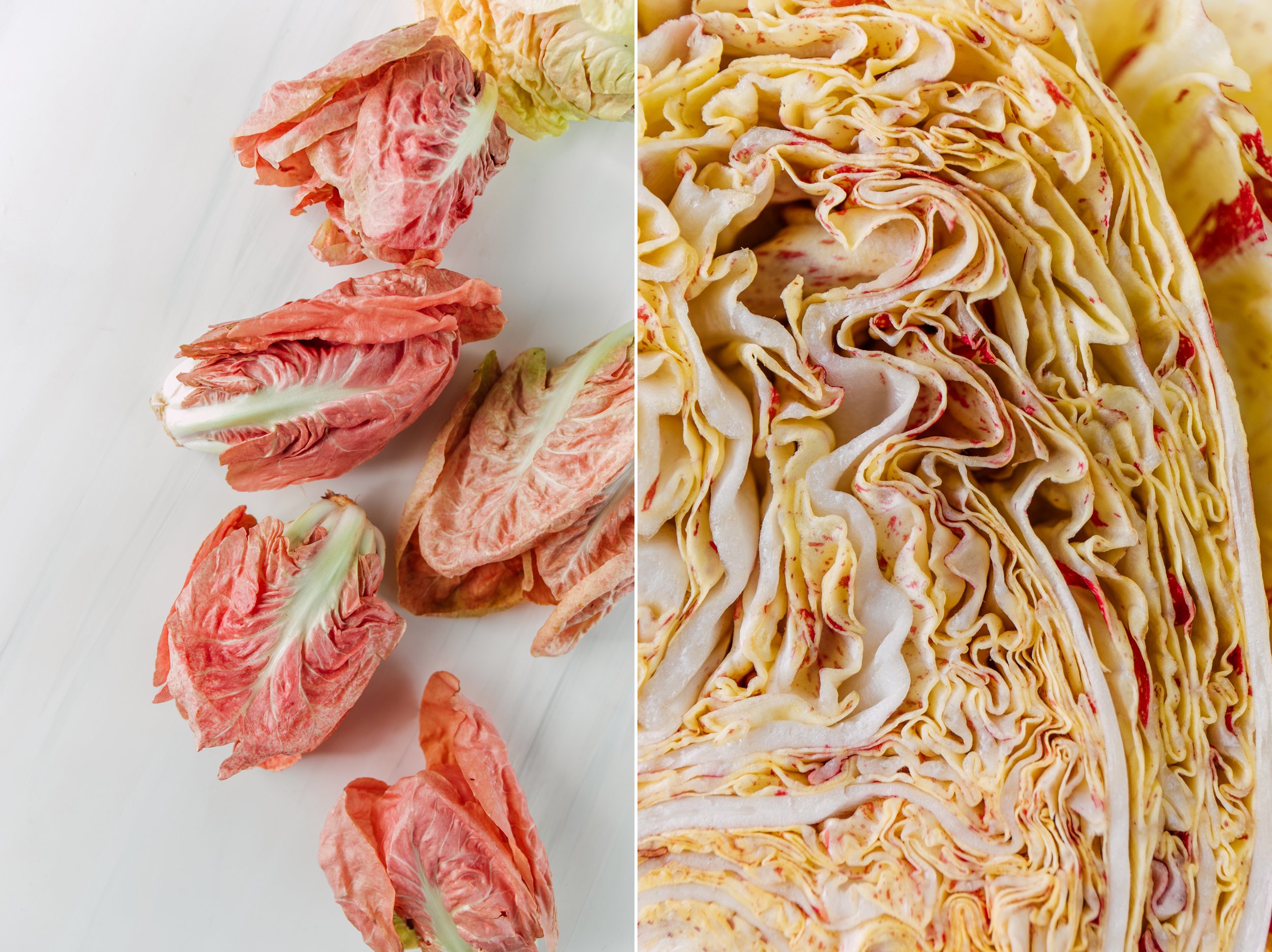 Bellingham Farm to Table Food Photographer Katheryn Moran Boldly Grown Farm Radicchio Studio 2023