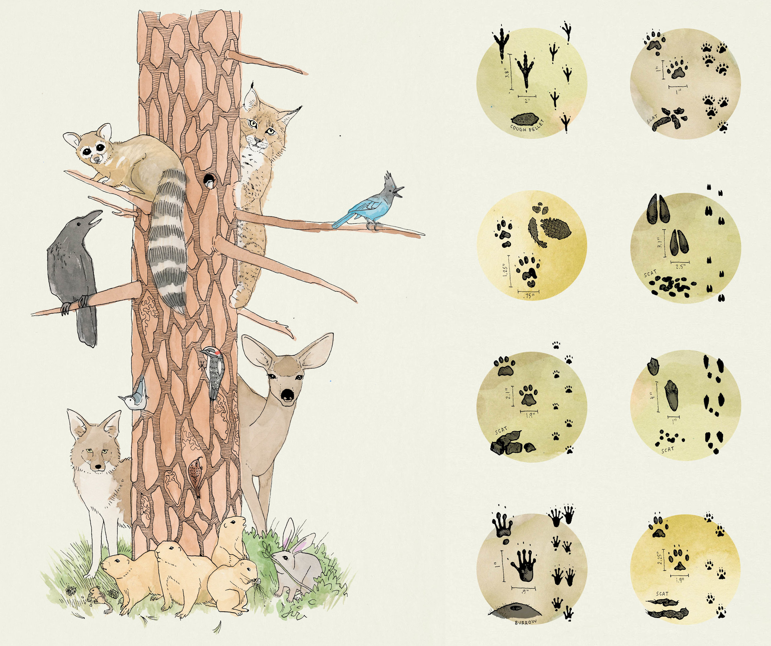 Animals of Bryce Canyon