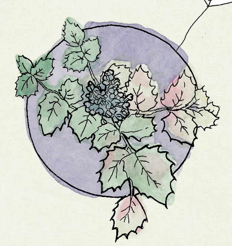 Creeping Barberry, detail