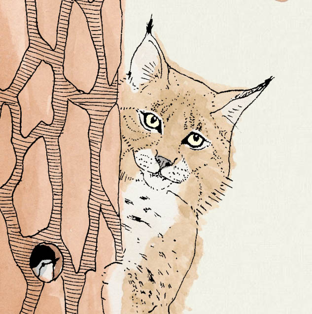 Bobcat, detail