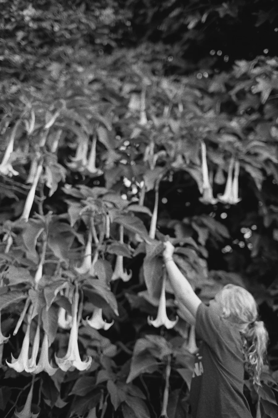 8_14_HEFFNERSINHAWAII_bw35_0024.jpg