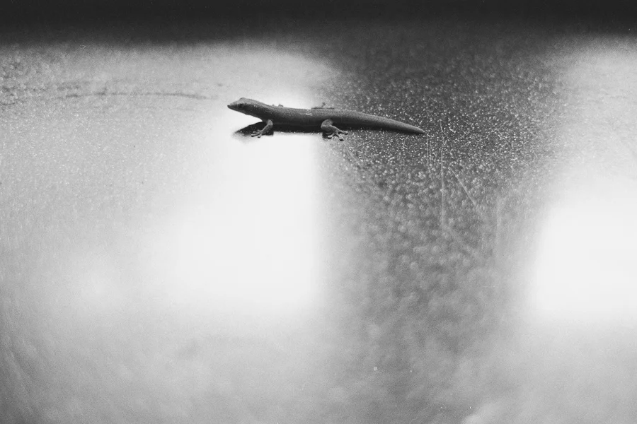 8_14_HEFFNERSINHAWAII_bw35_0028.jpg