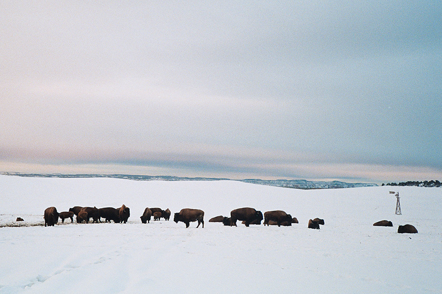Bison on the way into Zion National Park.