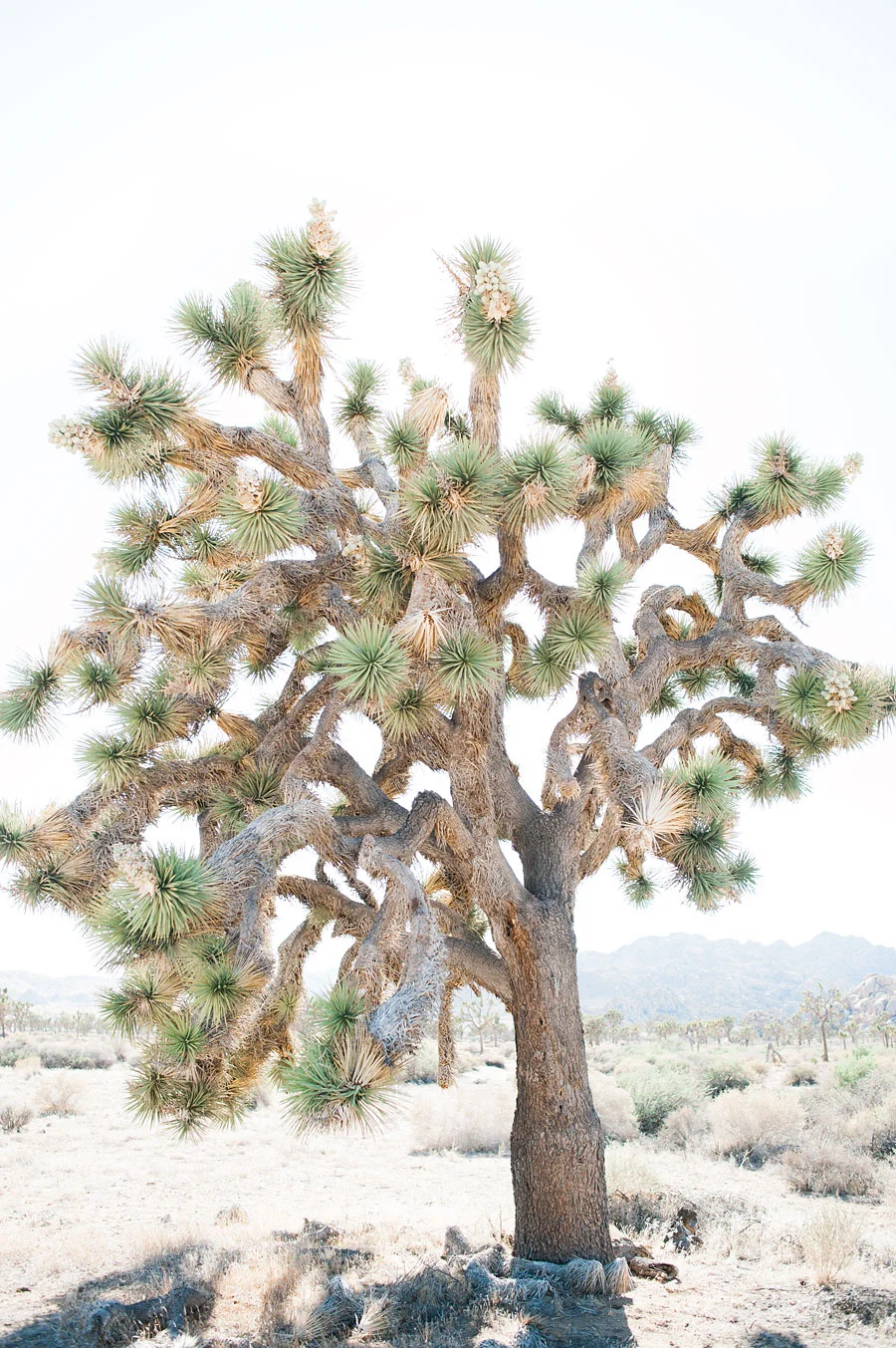 JOSHUATREEWEDDING_bytheimageisfound_0066.jpg