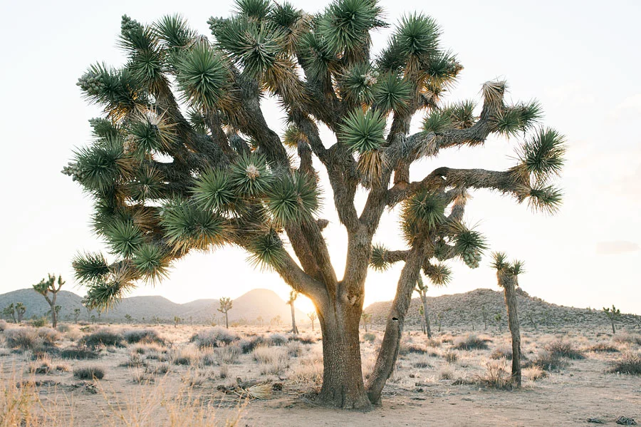 JOSHUATREEWEDDING_bytheimageisfound_0105.jpg