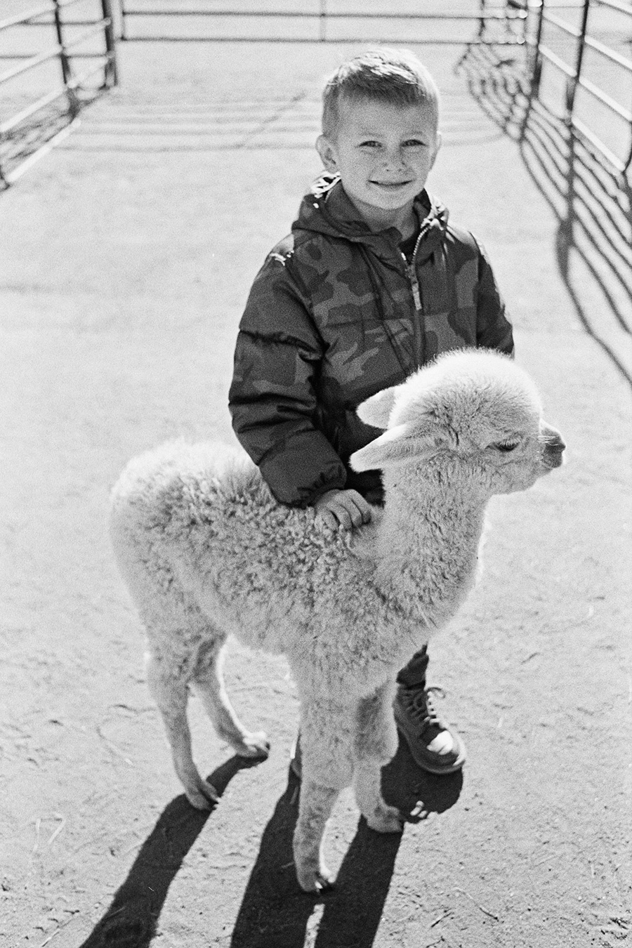 Jasper and Buster, the baby alpaca