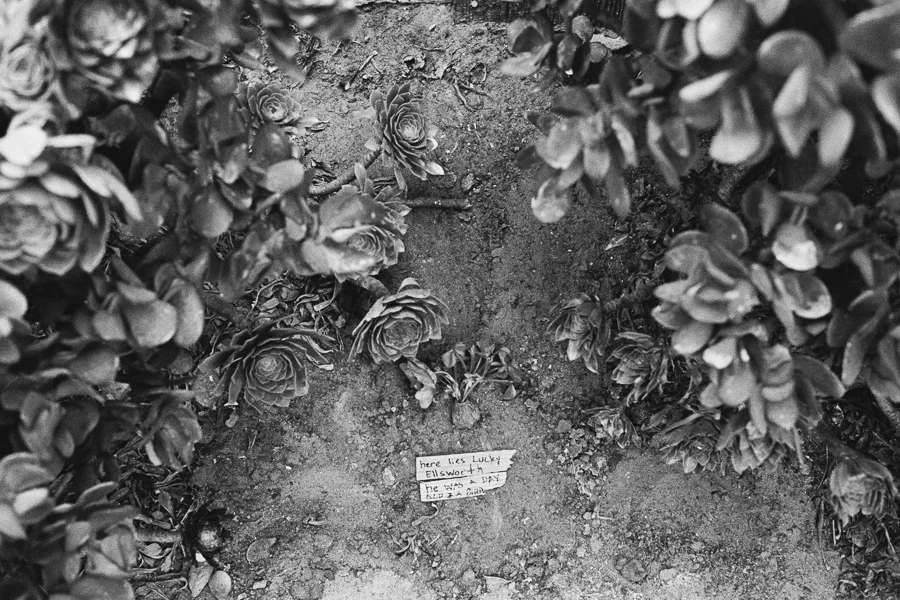 ^ "Here lies Lucky Ellsworth. He was a day old and a bird" The final resting place of Lucky the lost baby bird the Ellsworths found the day before.