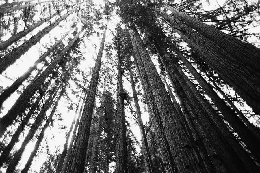 MAYJUNECALIFORNIATRIP2015_0496.jpg
