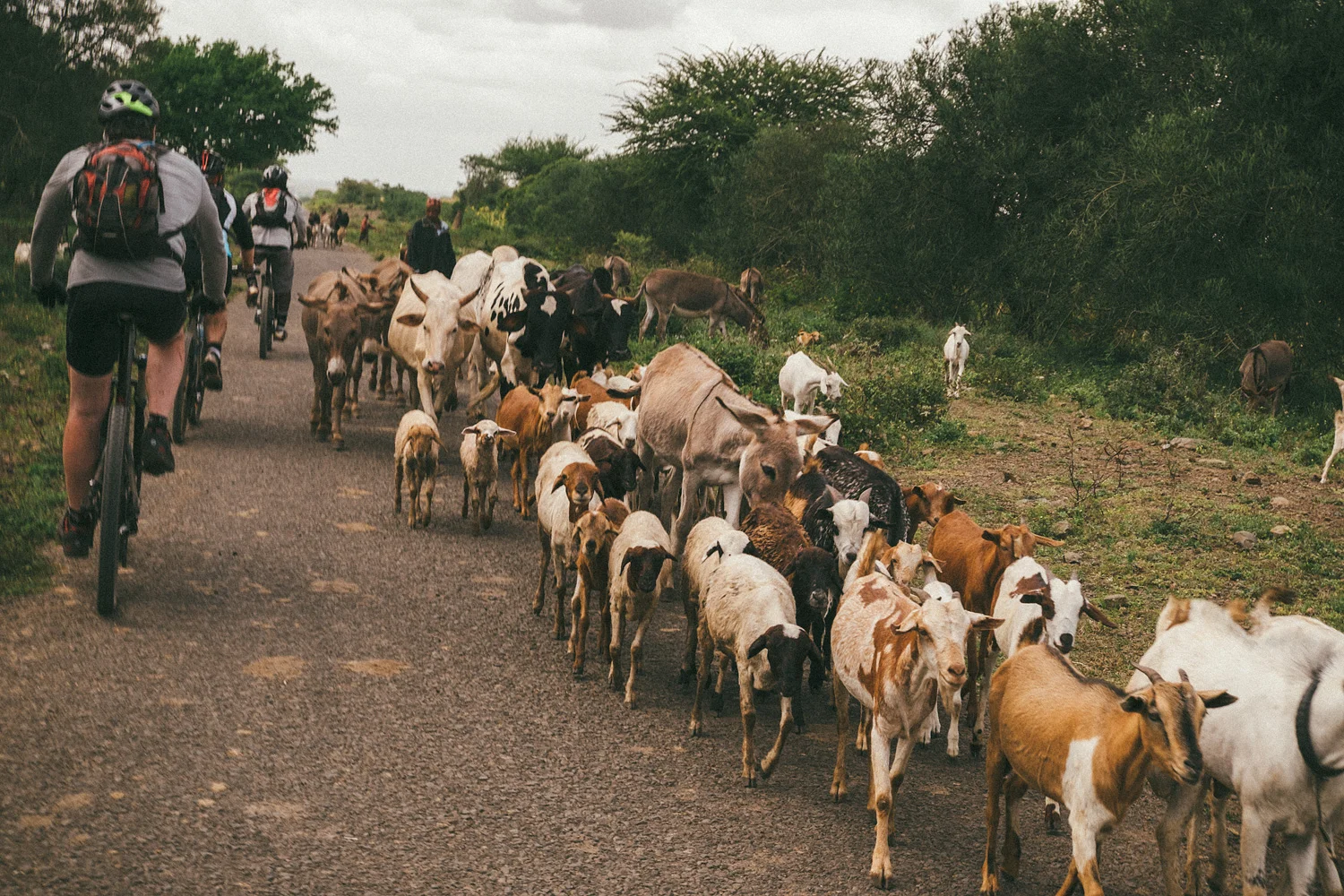 ^ Tanzanian traffic.