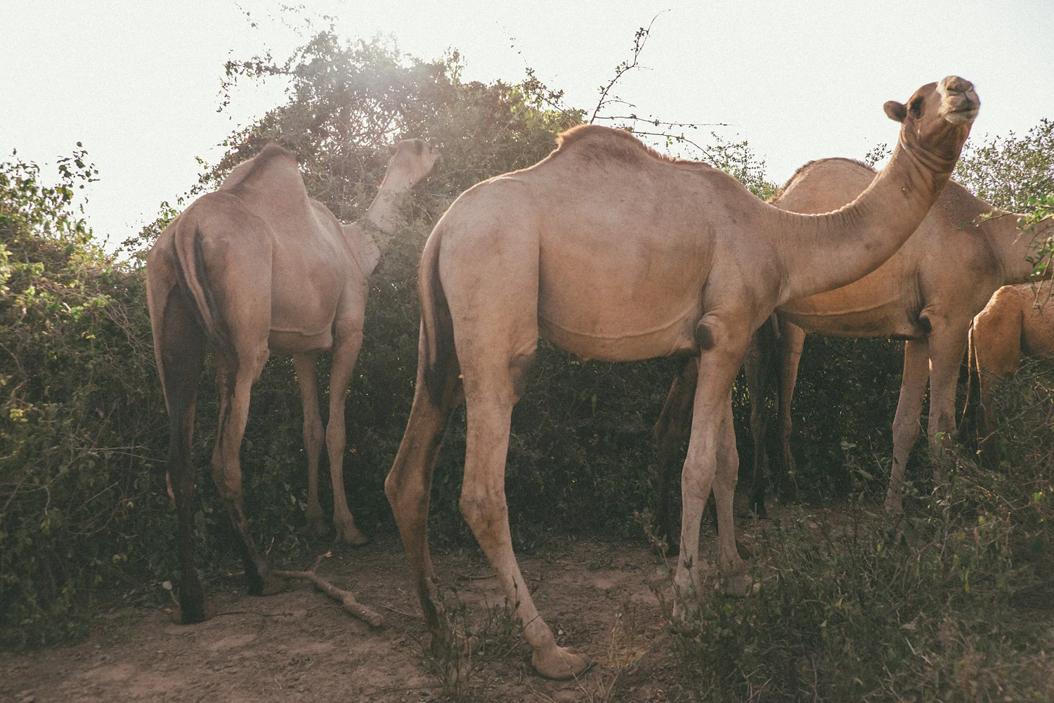 ^ Then out of nowhere, two young boys and their herd of 50+ camels showed up.