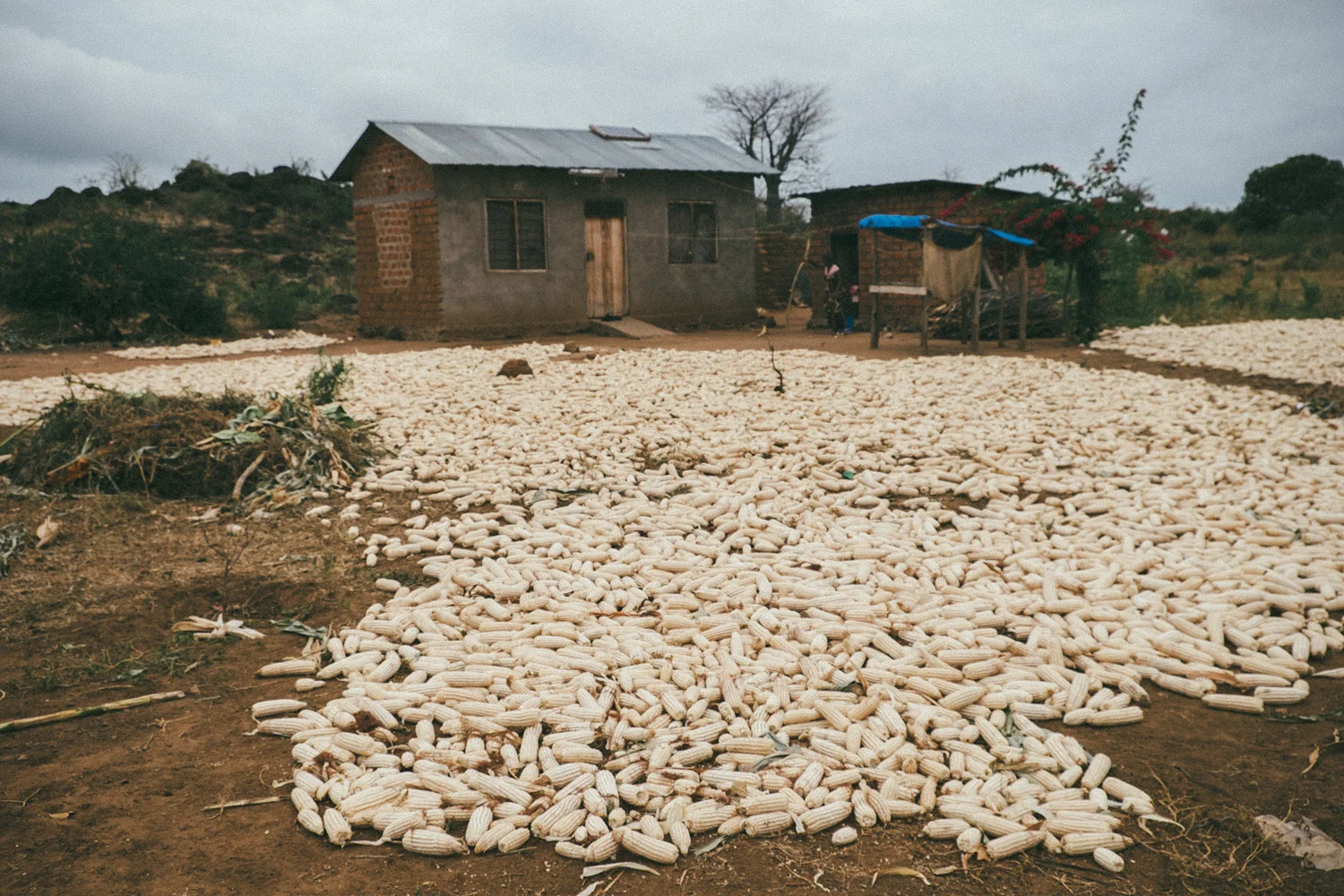 ^ Freshly harvested corn drying in the sun.