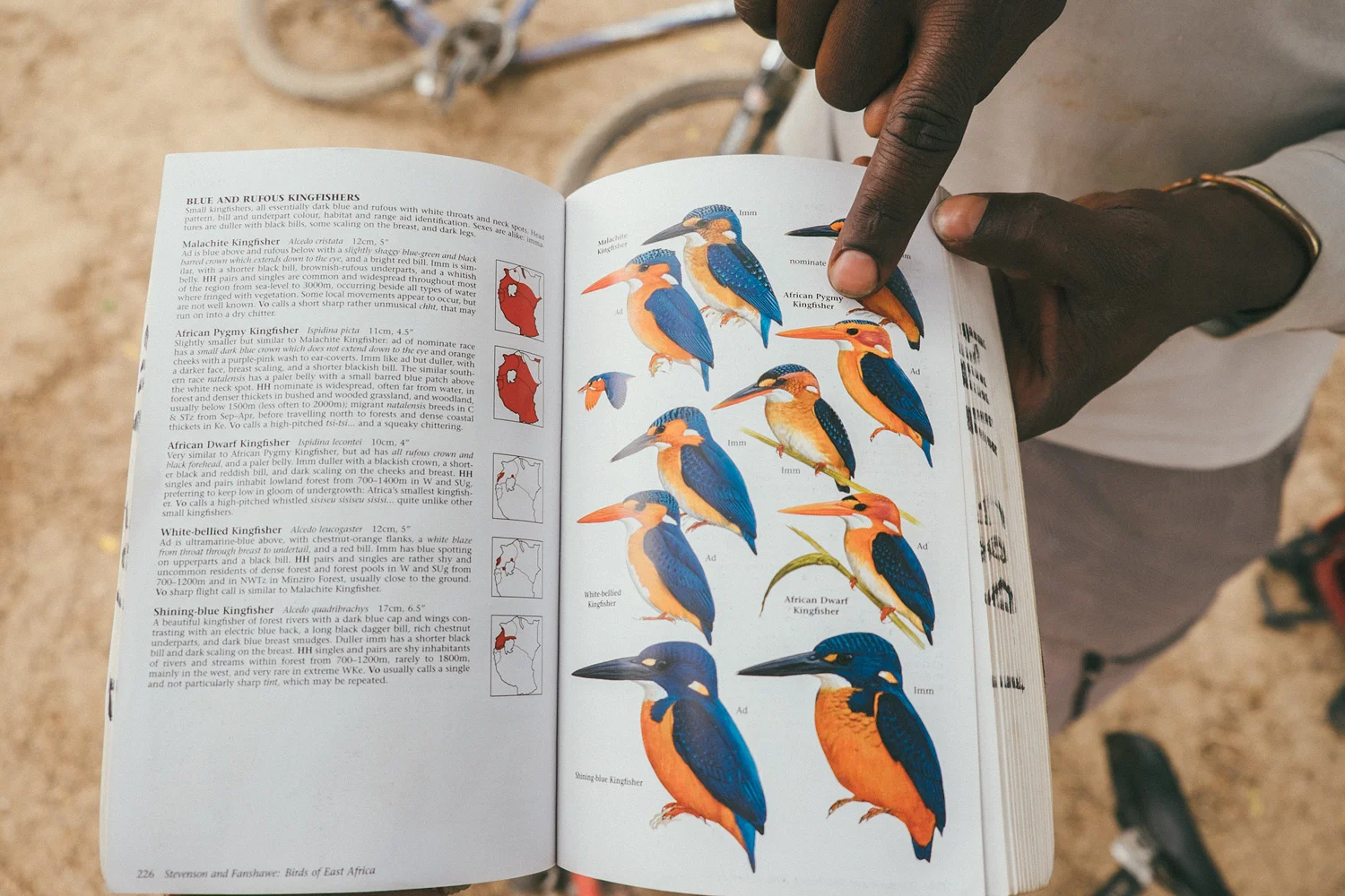 ^ Came to find out that Ema is an avid birder which I dabble in...as soon as he found out, we'd spot birds and he'd bust out his bird bible to help identify them.