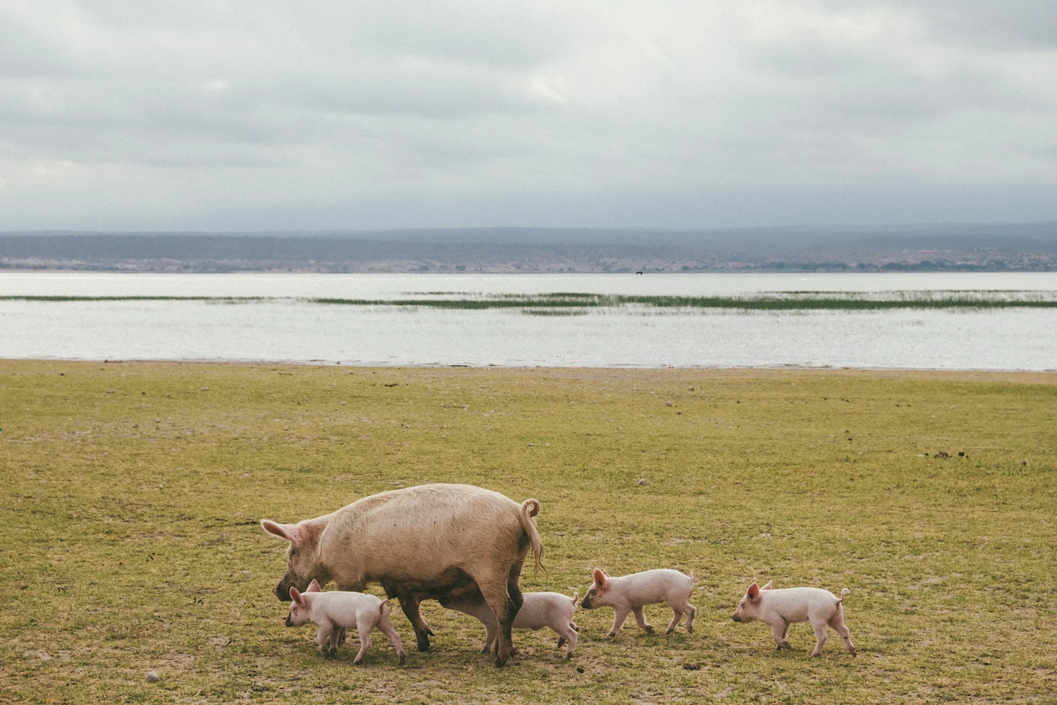 ^ Apparently chasing down a family of pigs does not make them want to stop for a photo?